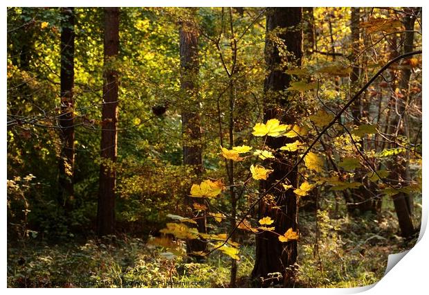 Sunlit autumn Woodland Print by Simon Johnson