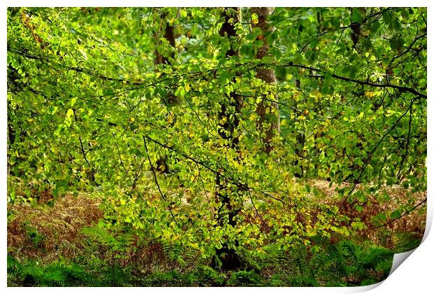leaves trees and ferns Print by Simon Johnson