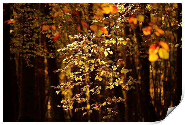 Sunlit autumn Leaves  Print by Simon Johnson