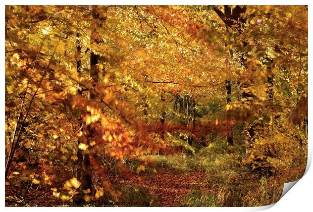 Autumn splendour Print by Simon Johnson