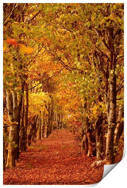 sunlit Beech avenue  Print by Simon Johnson