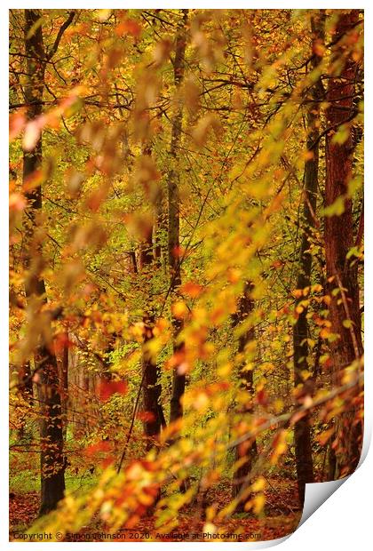 Autumn Woodland Print by Simon Johnson