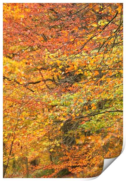 Impressionist woodland Print by Simon Johnson