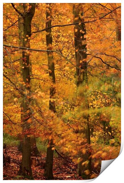 Autumn Beech Woodland Print by Simon Johnson