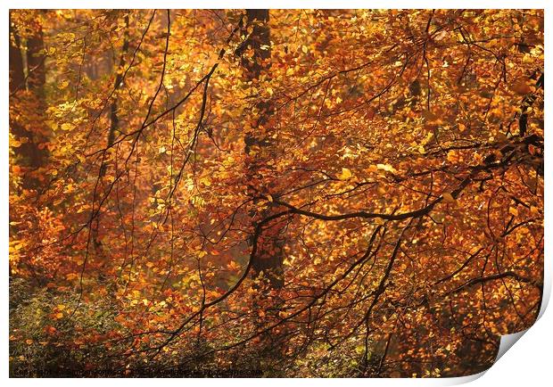 Sunlit Beech woodland Print by Simon Johnson