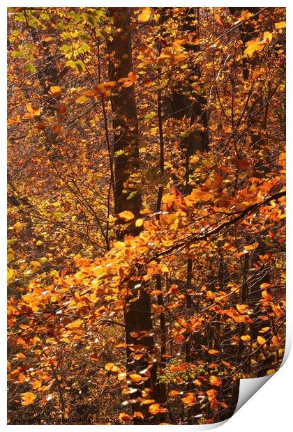 Sunlit Beech leaves Print by Simon Johnson