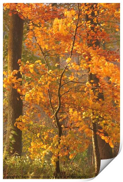 Sunlit Beech tree Print by Simon Johnson