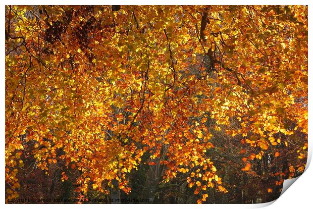 Sunlit Autumn Beech leaves Print by Simon Johnson