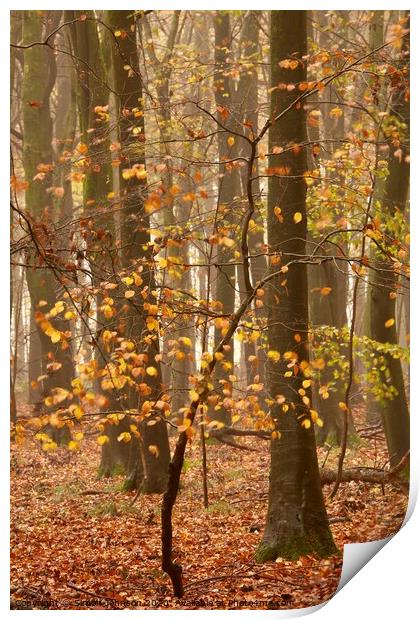 Beech Tree autumn Print by Simon Johnson
