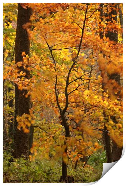 Wind blown beech tree Print by Simon Johnson