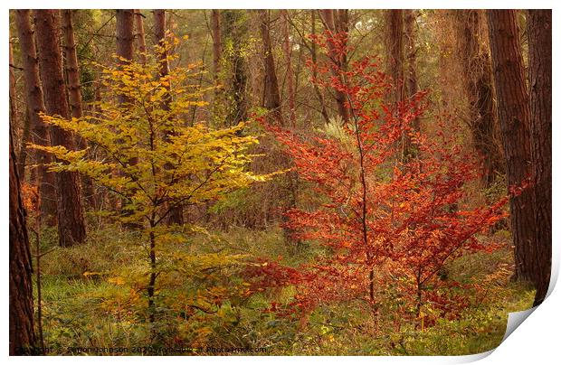 twin trees Print by Simon Johnson