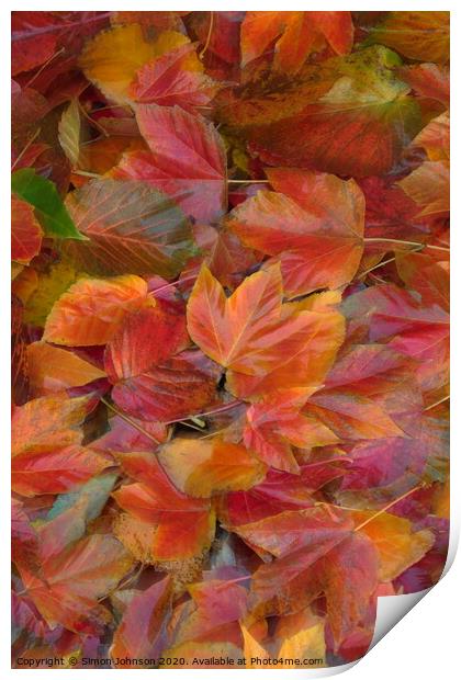 Autumn leaf Collage with artistic blur Print by Simon Johnson