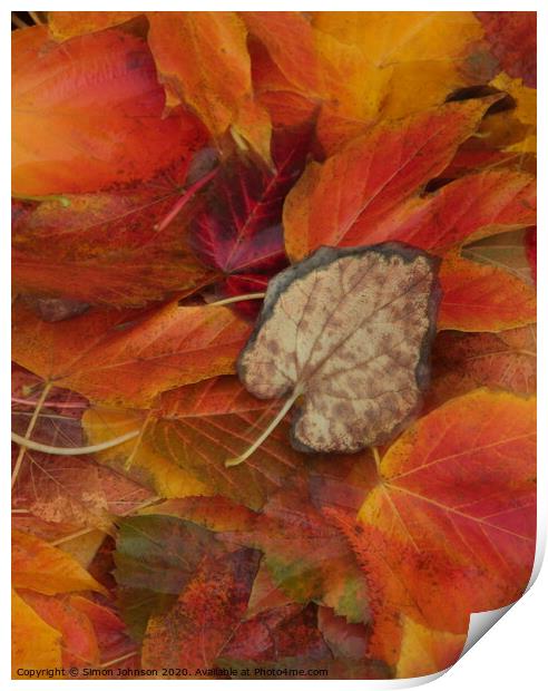 Autumn leaves Print by Simon Johnson