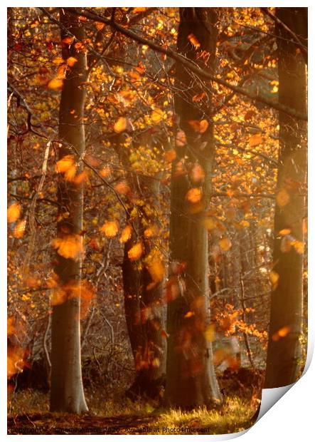 Sunlit  autumn morning Print by Simon Johnson