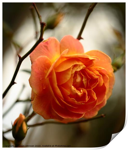 Autumn Rose Print by Simon Johnson