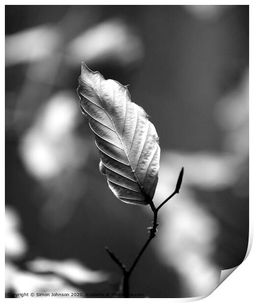 Beech leaf Print by Simon Johnson