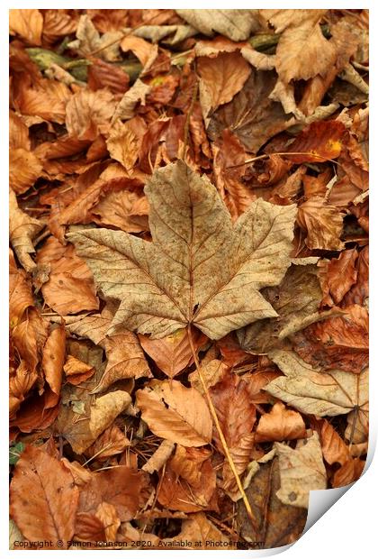 Leaf collage with maple leaf Print by Simon Johnson