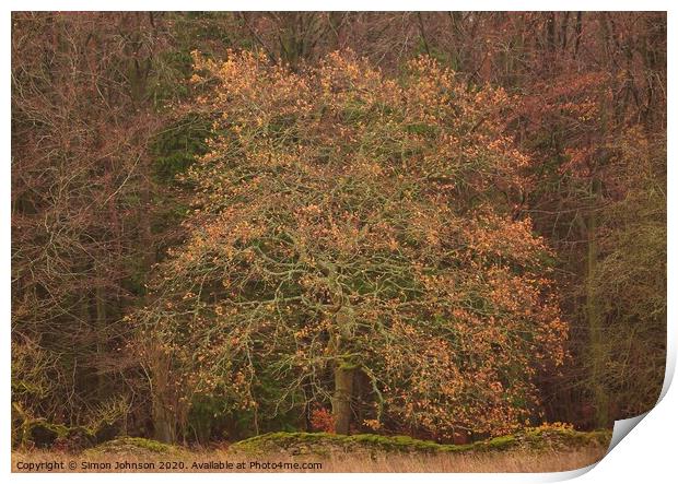 Oak tree Snowshill woods Cotswolds Gloucestershire  Print by Simon Johnson