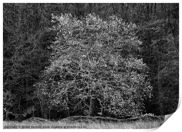 Oak tree  Print by Simon Johnson