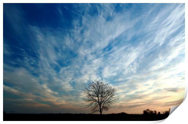 Isolated tree at dawn  Print by Simon Johnson