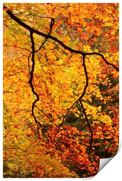 Autumn beech leaves Print by Simon Johnson