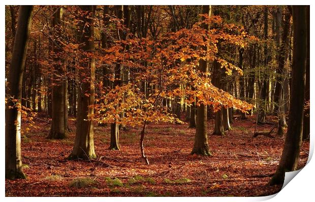 Auitumn beech tree Print by Simon Johnson