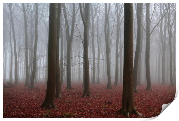 misty woodland Print by Simon Johnson