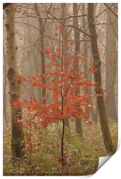 Autumn Beech tree Print by Simon Johnson