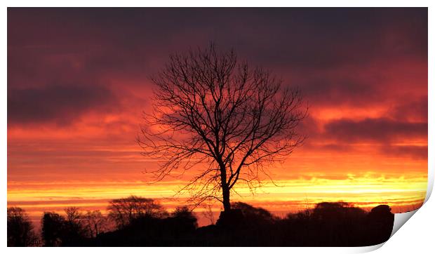 A tree with a sunset in the backgrounCotswold dawn Print by Simon Johnson