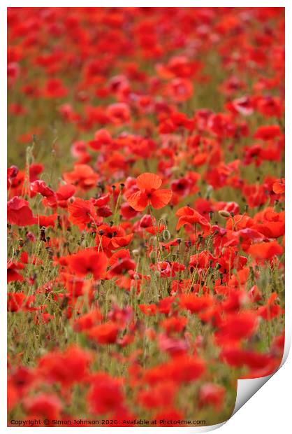 Stand out poppy Print by Simon Johnson