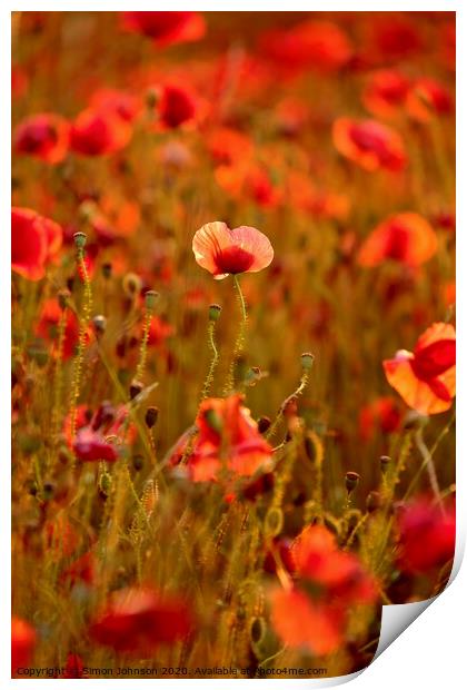 Sunlit poppy Print by Simon Johnson