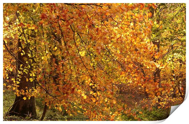Autumn Colour Print by Simon Johnson
