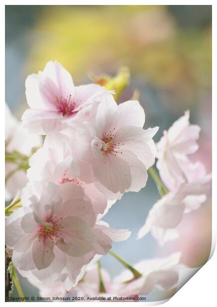 Sunlit spring blossom Print by Simon Johnson