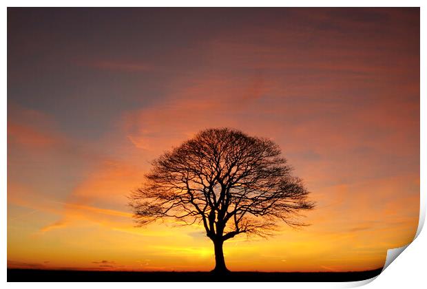 Tree Silhouette dawn  Print by Simon Johnson