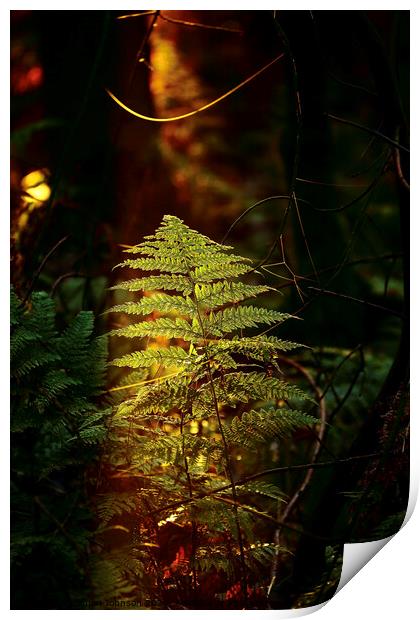 Sunlit fern Print by Simon Johnson