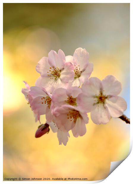  Spring Blossom  Print by Simon Johnson
