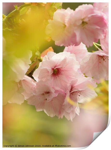 Pink Cherry Blossom Print by Simon Johnson