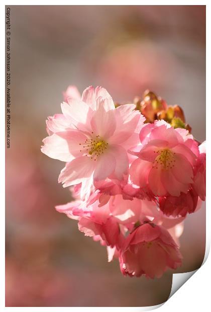 Pink cherry Blossom Print by Simon Johnson