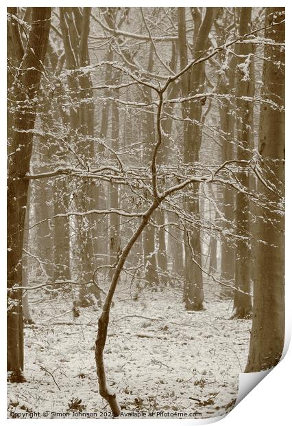 Beech tree in snow  Print by Simon Johnson