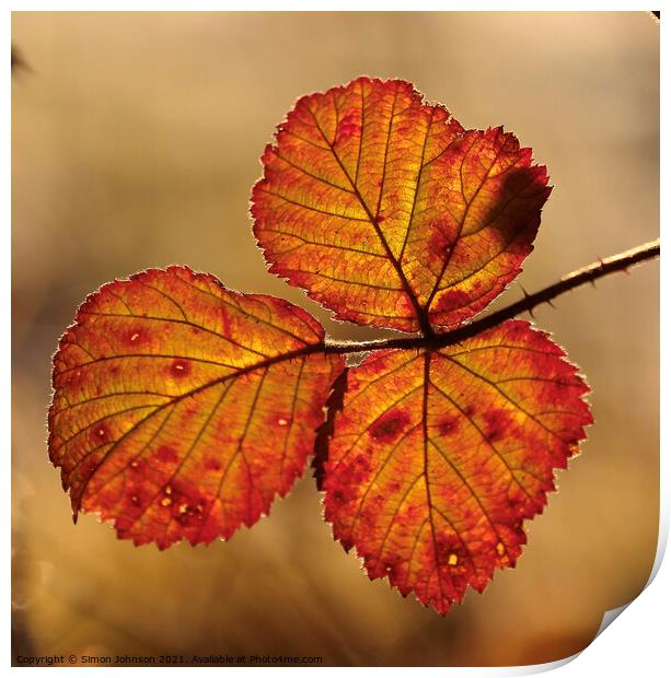 autumn coloured  leaves Print by Simon Johnson
