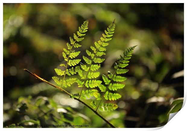 sunlit fern leaves Print by Simon Johnson