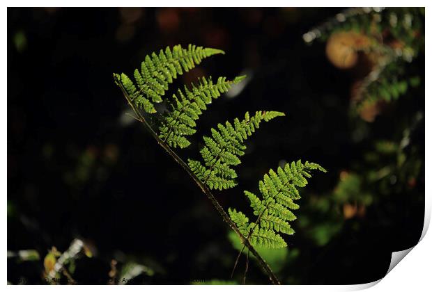 Fern leaves descending Print by Simon Johnson