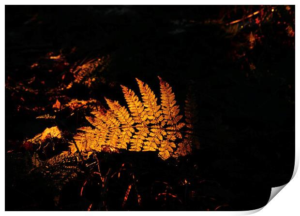 Sunlit fern Print by Simon Johnson