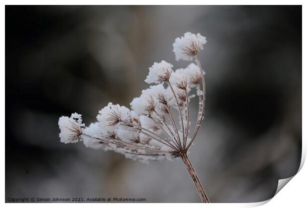 Frosted grass Print by Simon Johnson