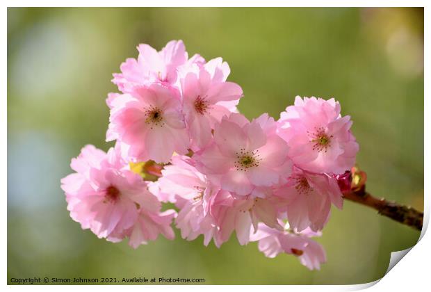 Pink. Cherry Blossom Print by Simon Johnson