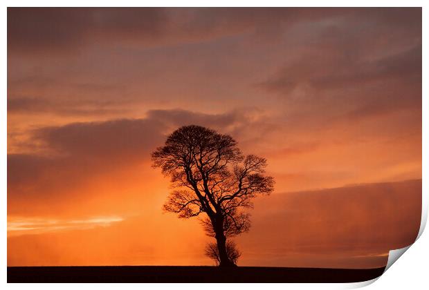 Dramatic sky and tree Print by Simon Johnson