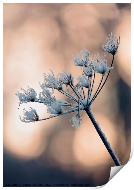 Backlit frosted grass Print by Simon Johnson