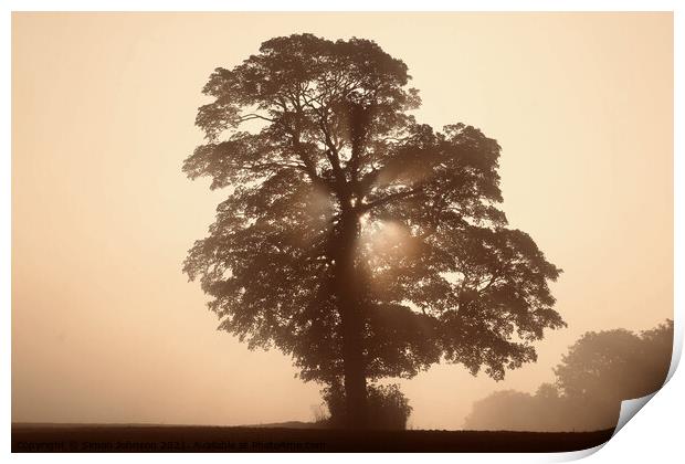 Tree Silhouette  Print by Simon Johnson