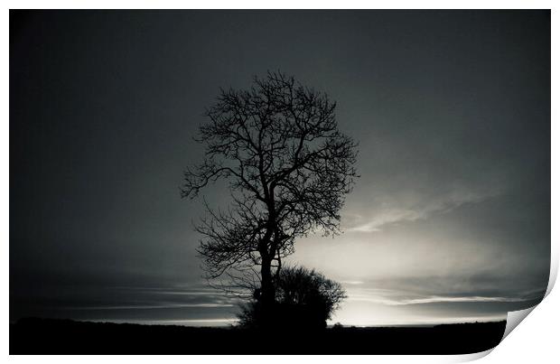 Tree at dawn Print by Simon Johnson
