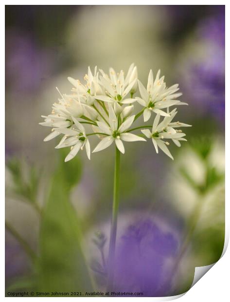 Wild garlic flower Print by Simon Johnson